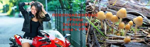 шишки Богородск